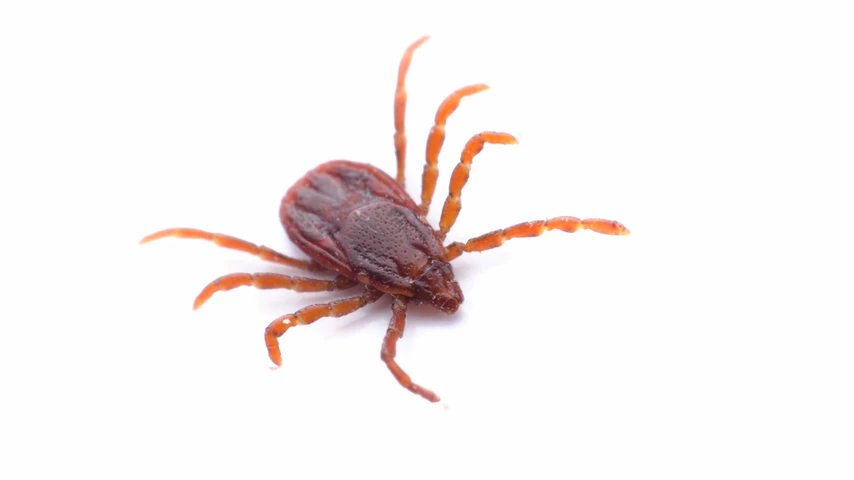 Brown Dog Tick